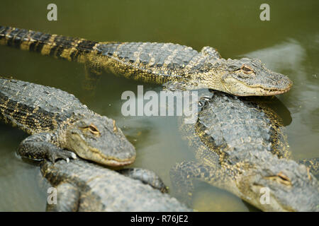 Teilweise unter Wasser in Gefangenschaft gehaltenen amerikanischen Alligatoren, Alligator mississipiensis, zusammen in der Zucht pen der Krokodilfarm, KwaZulu-Natal Unordnung Stockfoto