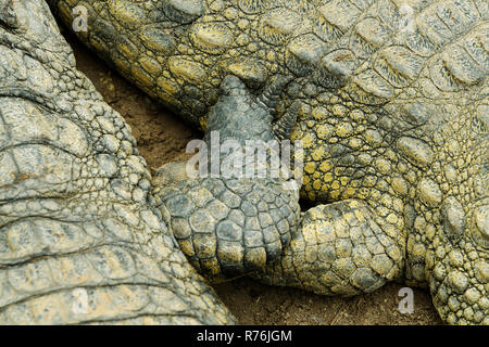 KwaZulu-Natal, Südafrika, Körperteile von Nil Krokodil, Crocodylus niloticus, einander berühren, die in Gefangenschaft Bedingungen der animal farm Stockfoto