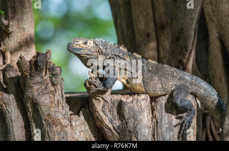 Großer Schwarzer Leguan (Ctenosaura Imilis) selbst auf einem Baumstamm in Costa Rica. Stockfoto