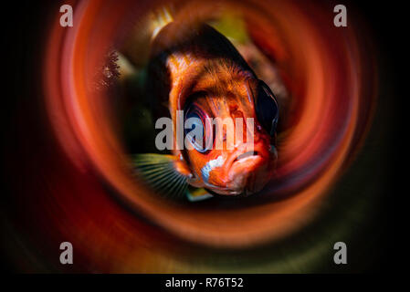 Neugierig Longjaw Fischliste Haie bis Husaren durch schöne bunte wirbelt Wirkung seiner eigenen Farben reflektieren umgeben. Stockfoto