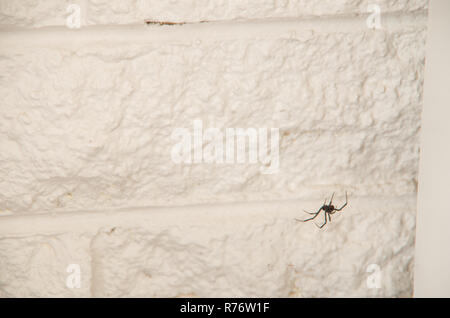 Redback Spider in der Ecke eines Zimmers in einer australischen Home Stockfoto