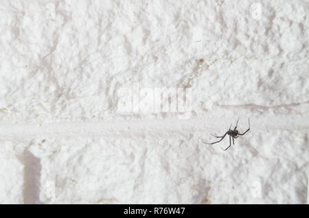 Redback Spider in der Ecke eines Zimmers in einer australischen Home Stockfoto