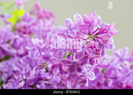 Makroaufnahme von Flieder Stockfoto