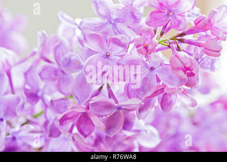 Makroaufnahme von Flieder Stockfoto