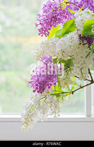 Flieder Strauß in der Vase in der Nähe der Fenster Stockfoto