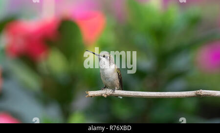 Juvenile männlichen Ruby-throated hummingbird thront in der Nähe der Hibiskus. Stockfoto