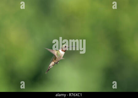 Erwachsene männliche Ruby-throated hummingbird im Flug. Stockfoto