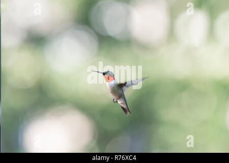 Erwachsene männliche Ruby-throated hummingbird Im Garten fliegen. Stockfoto