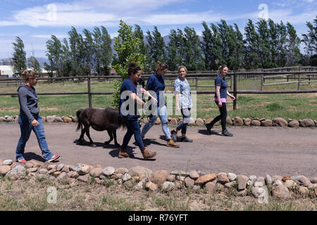 Medizinische Teams gehen mit jungen Pferd in der Nähe der Farm Stockfoto