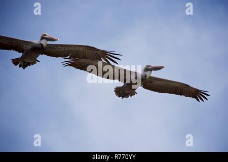 Zwei Pelikane fliegen Sie über den Strand in South Padre Island, Texas. Stockfoto