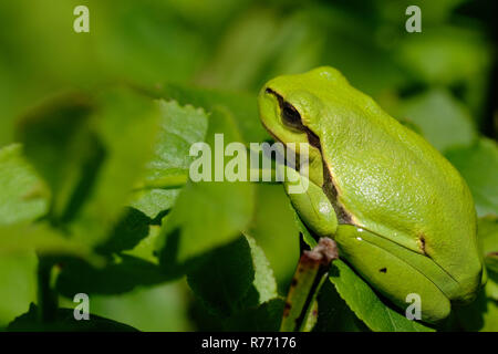 Laubfrosch - Sonnenbaden Stockfoto