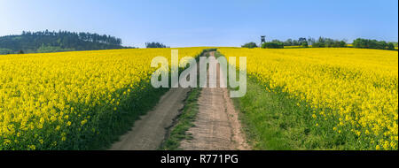 Land straße durch ein gelbes Rapsfeld Stockfoto