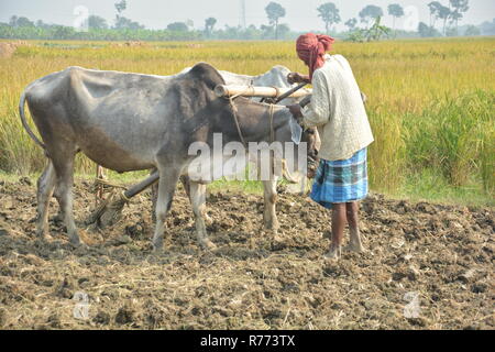 Eine indische Bauern sich anschickt, seine Ochsen zu pflügen, sein Feld zu pflügen, Land von Seite schließen aufgenommen mit Reisfeldern im Hintergrund Stockfoto