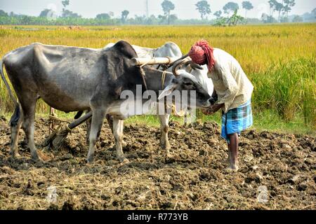 Eine indische Bauern sich anschickt, seine Ochsen zu pflügen, sein Feld zu pflügen, Land von Seite schließen aufgenommen mit Reisfeldern im Hintergrund Stockfoto