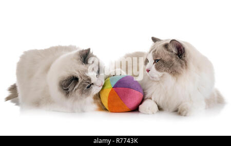 Ragdoll Katzen vor weißem Hintergrund Stockfoto