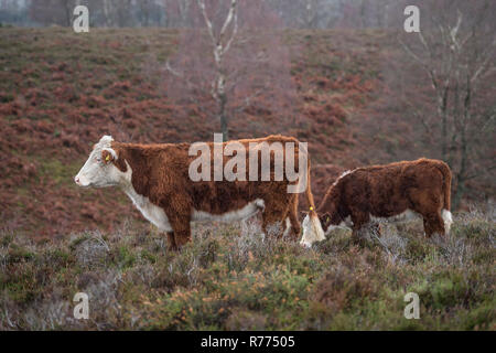 Rinder in den New Forest, Großbritannien Stockfoto