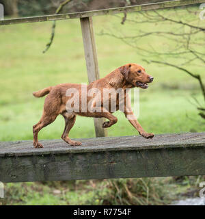 Labrador Retriever gelb Stockfoto