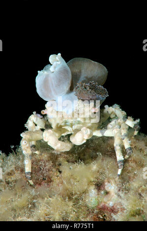 Corallimorph Dekorateur Crab (Cyclocoeloma tuberculata) mit Seeanemonen auf seinem Rücken, Bohol, Cebu, Philippinen Stockfoto