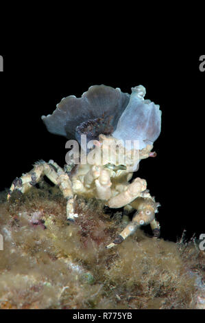 Corallimorph Dekorateur Crab (Cyclocoeloma tuberculata) mit Seeanemonen auf der Rückseite, Bohol, Cebu, Philippinen Stockfoto