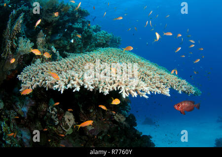 Das Leben von einem Korallenriff, das Rote Meer, Marsa Alam, Abu Dabab, Ägypten Stockfoto