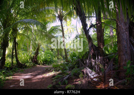 Schmutz der Straße im Dschungel, Denis Island, Seychellen Stockfoto