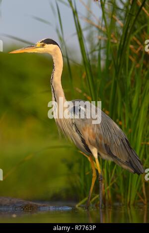 Graureiher (Ardea cinerea), im Wasser stehend, Nationalpark Kiskunsag, Ungarn Stockfoto