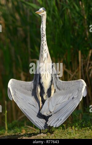 Graureiher (Ardea cinerea), Trocknen seine Flügel, Nationalpark Kiskunsag, Ungarn Stockfoto