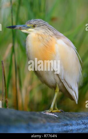 Squacco Heron (Ardeola ralloides), in der Zucht Gefieder, auf einem Zweig im Wasser liegend thront, Nationalpark Kiskunság Stockfoto