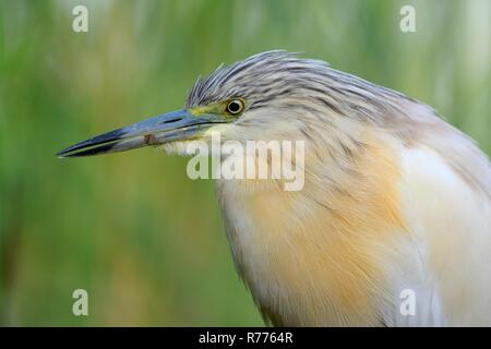 Squacco Heron (Ardeola ralloides), Porträt, Nationalpark Kiskunság, südöstlichen Ungarn, Ungarn Stockfoto