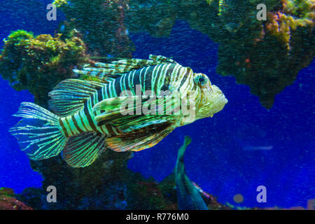 Red Rotfeuerfische (Pterois volitans), Captive Stockfoto