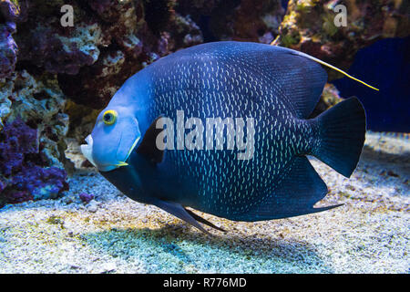 Französische Kaiserfisch (Pomacanthus bedächtig), Captive Stockfoto