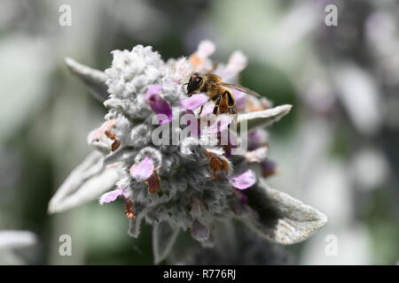 Biene-Makro Stockfoto