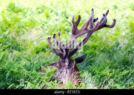 Wild männlichen Rotwild verstecken im Busch Stockfoto