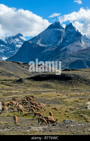 Guanako Herde Weiden in den Steppen des Nationalparks Torres del Paine, Patagonien, Chile Stockfoto