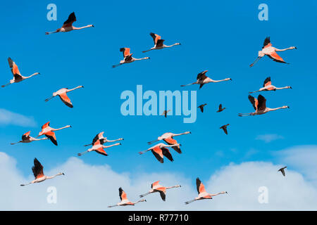 Herde des Fliegens chilenische Flamingos (Phoenicopterus sp.), Torres del Paine Nationalpark, Chile Patagonien, Chile Stockfoto