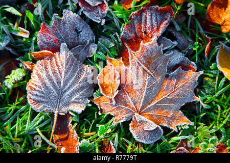 Herbstlaub, Frost auf Blätter im Herbst, Ahorn, Linden, Links, Nordrhein-Westfalen, Deutschland Stockfoto