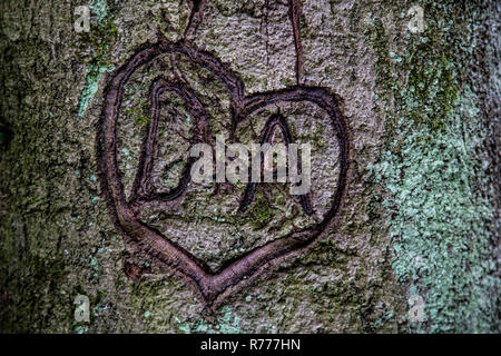 Herzen im Baum geschnitzt, Initialen in einem Herzen, Gelübde der Liebe Stockfoto