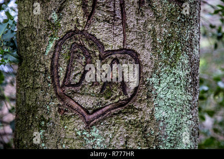 Herzen im Baum geschnitzt, Initialen in einem Herzen, Gelübde der Liebe Stockfoto