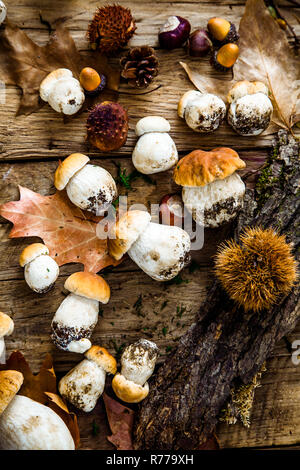 Pilze an Holz Stockfoto