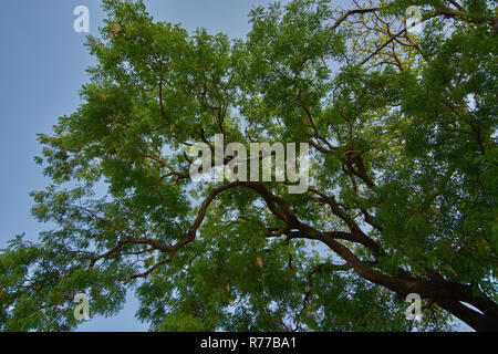 11-Mai-2013 - neem Baum (Azadirachta indica) ist ein wichtiger Baum mit guten medizinischen Wert. Bei DHAR Madhya Pradesh Indien Asien Stockfoto