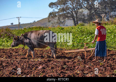 Ein Landwirt, der das Feld mit einem Büffel Stockfoto