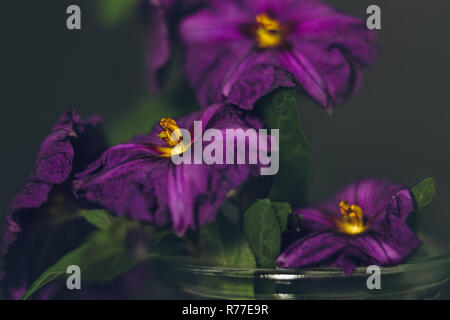 Schöne rosa Blüten Nahaufnahme mit weichen blur Hintergrund Stockfoto