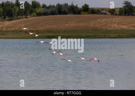 Flamingos im Salzsee Stockfoto