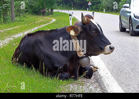 Eine Kuh liegt entspannt Neben eine Straße mit Autos Stockfoto