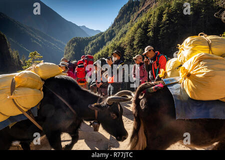 Nepal, Larja Dobhan, Senior japanische Touristen am Ende der oberen Larja Suspension Bridge warten auf pack Tiere Kreuz Stockfoto
