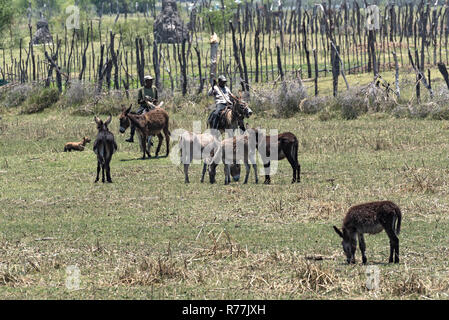 Landwirt reiten auf Esel am Ufer des thamalakane, Okavango River im Norden von maun, Botswana Stockfoto