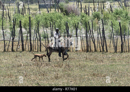 Landwirt reiten auf Esel am Ufer des thamalakane, Okavango River im Norden von maun, Botswana Stockfoto