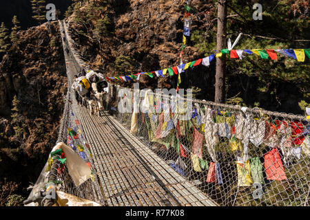 Nepal, Larja Dobhan, Beladen pack Tiere Kreuzung Obere Larja Hängebrücke über Dudh Khosi Fluss Stockfoto