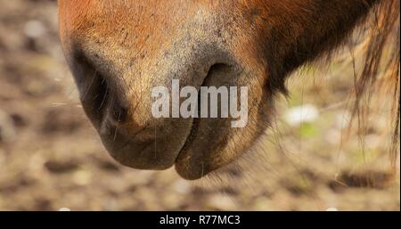 Islandpferd Nase closeup Stockfoto