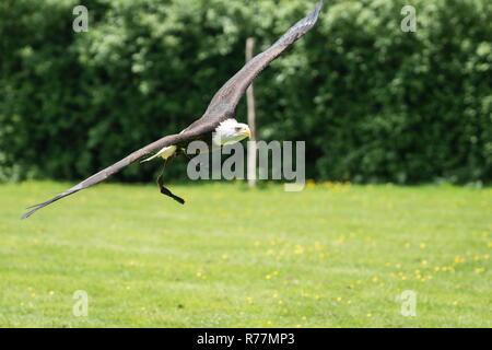 Adler fliegen tief über dem Boden Stockfoto